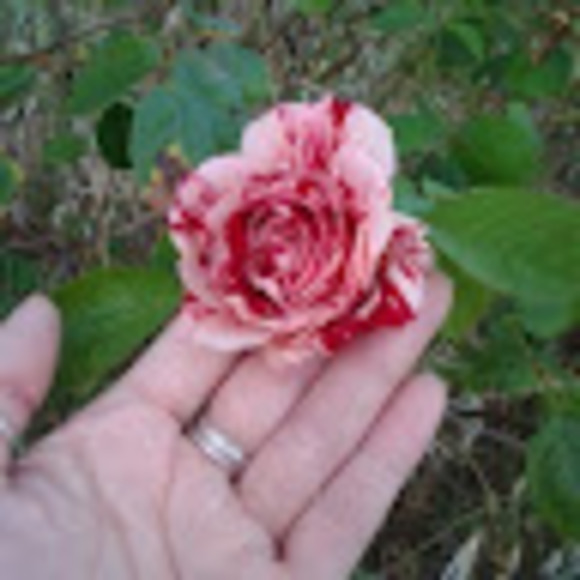 marcymadson81